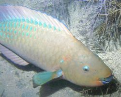 Parrot Fish in Key Largo taken at night on the wreck Benw... by Richard Manners 